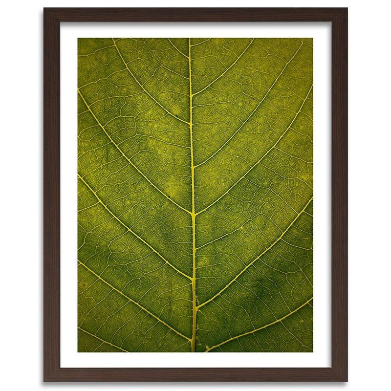 Glezna brūnā rāmī - Leaf Close Up  Home Trends DECO