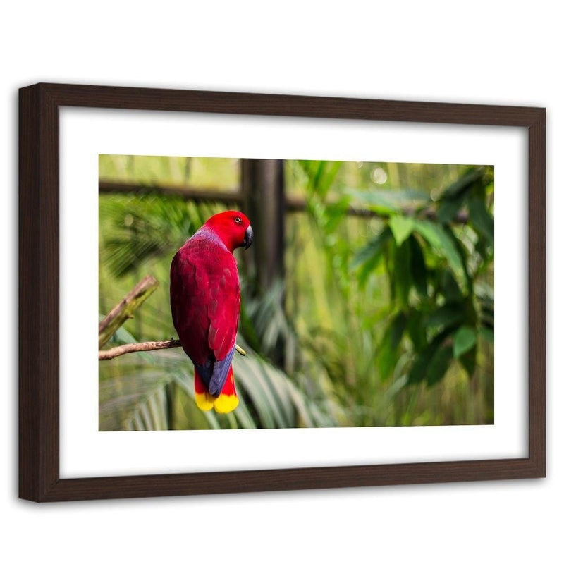 Glezna brūnā rāmī - Paradise Parrot  Home Trends DECO