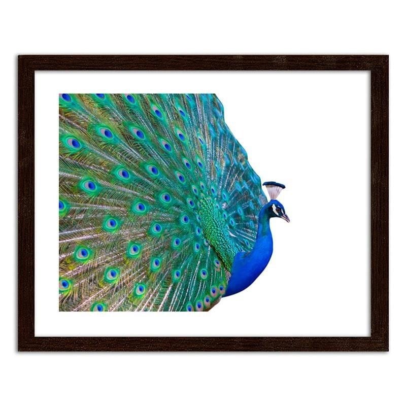 Glezna brūnā rāmī - Peacock with a tail spread out  Home Trends DECO