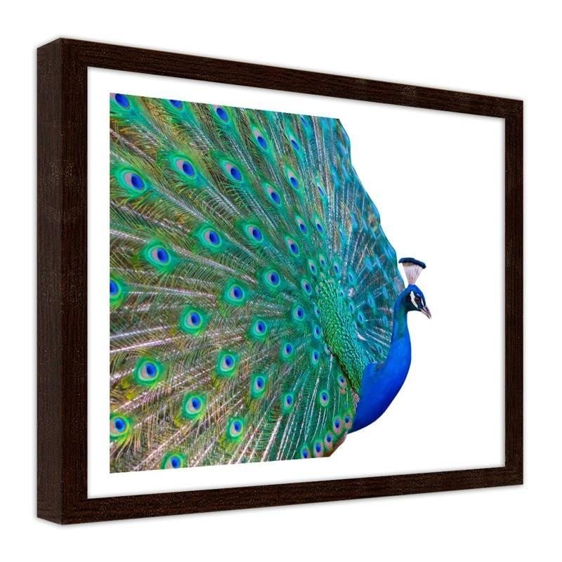 Glezna brūnā rāmī - Peacock with a tail spread out  Home Trends DECO