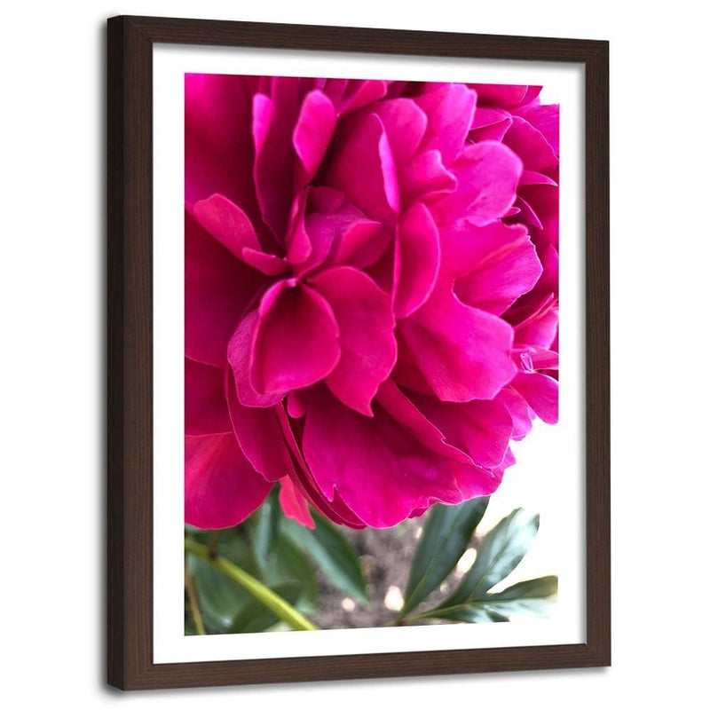 Glezna brūnā rāmī - Pink Peony  Home Trends DECO