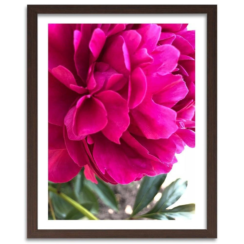 Glezna brūnā rāmī - Pink Peony  Home Trends DECO