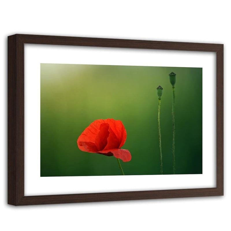 Glezna brūnā rāmī - Poppy Flower On A Green Background  Home Trends DECO