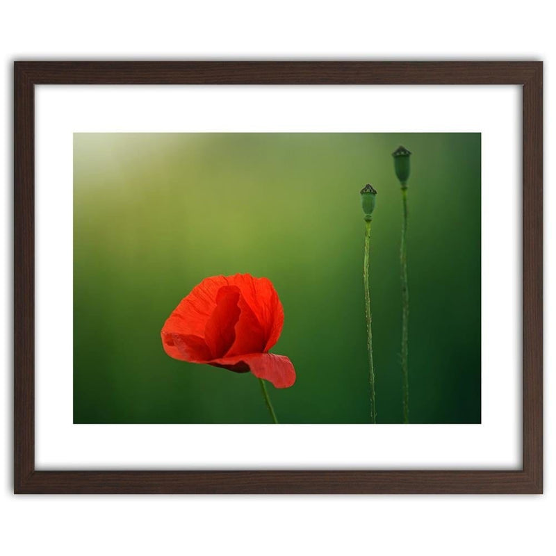 Glezna brūnā rāmī - Poppy Flower On A Green Background  Home Trends DECO