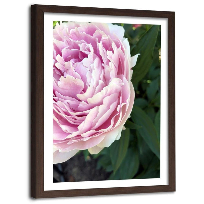 Glezna brūnā rāmī - Pretty Pink Peony  Home Trends DECO