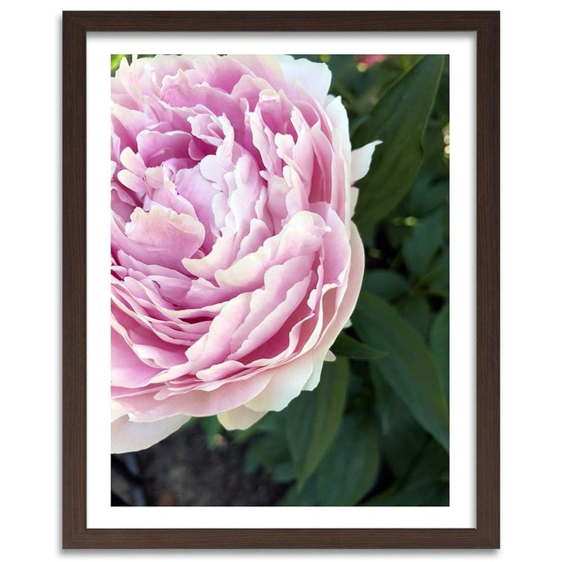 Glezna brūnā rāmī - Pretty Pink Peony  Home Trends DECO