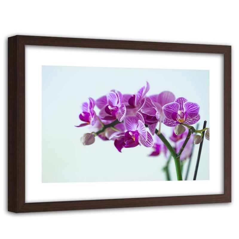 Glezna brūnā rāmī - Purple Orchid  Home Trends DECO