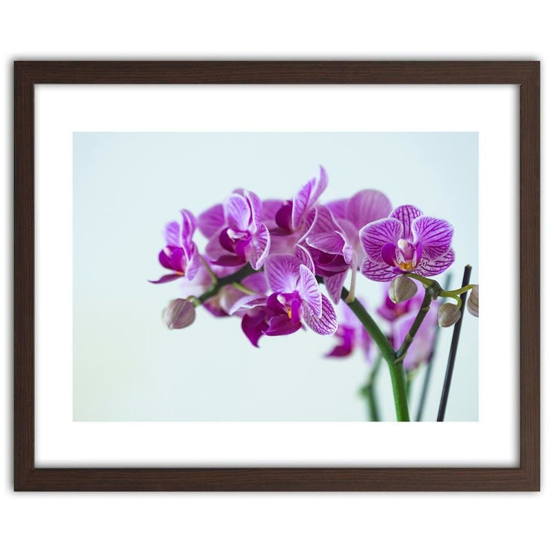 Glezna brūnā rāmī - Purple Orchid  Home Trends DECO