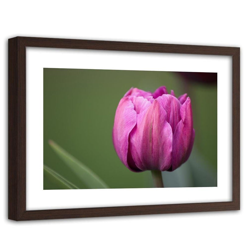 Glezna brūnā rāmī - Purple Tulip  Home Trends DECO