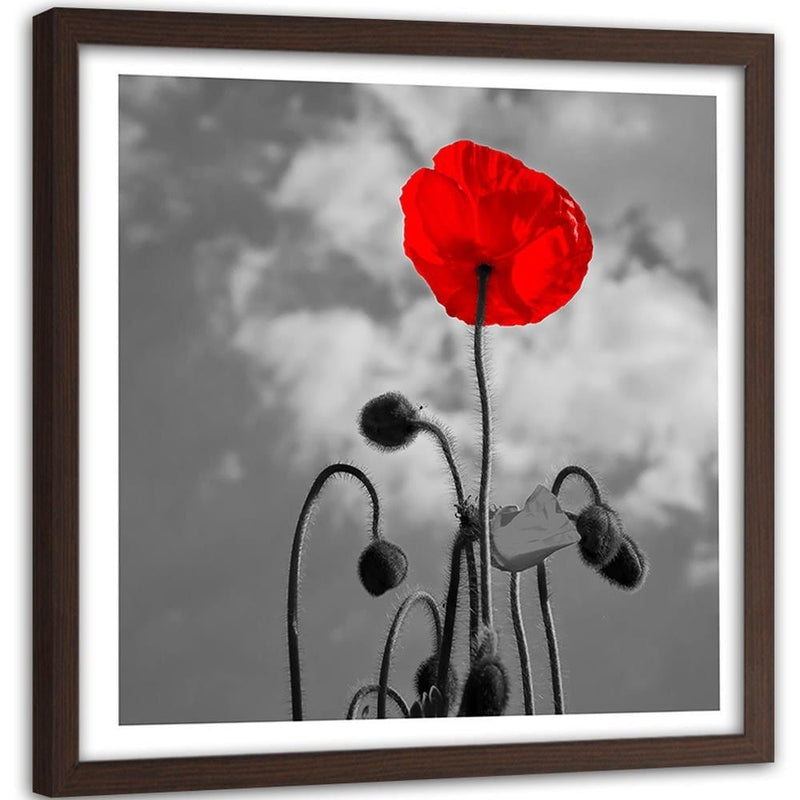 Glezna brūnā rāmī - Red Poppy  Home Trends DECO