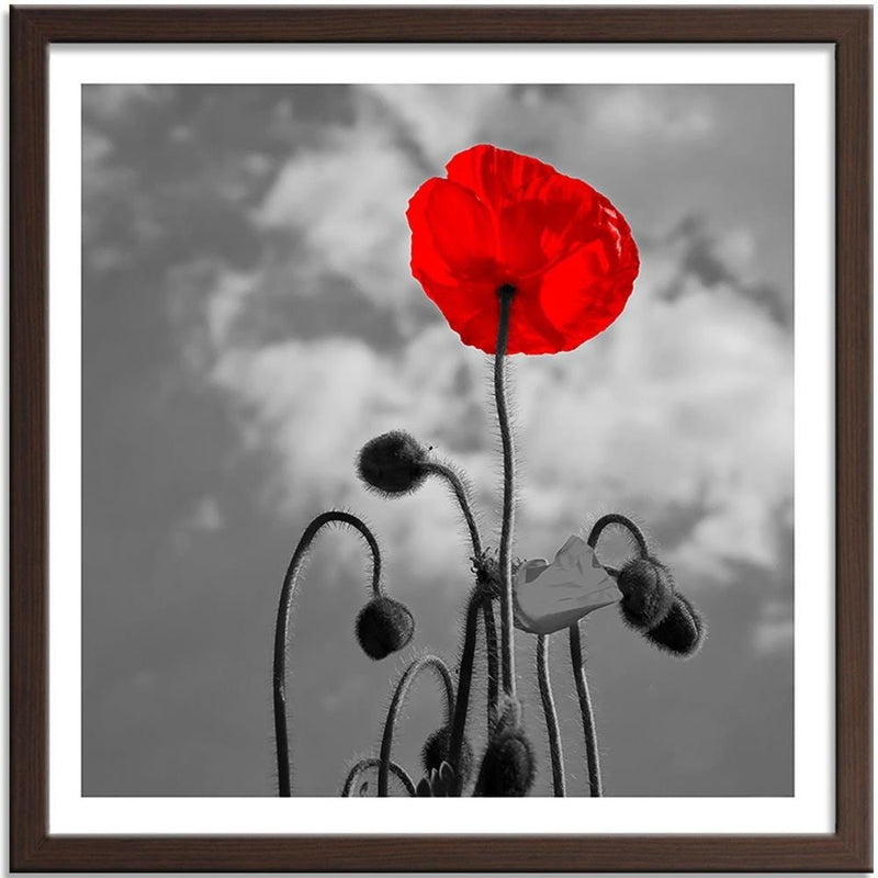 Glezna brūnā rāmī - Red Poppy  Home Trends DECO