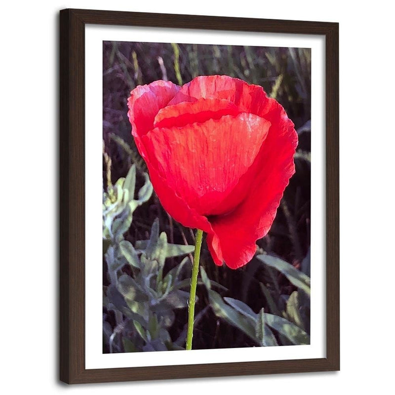 Glezna brūnā rāmī - Red Poppy  Home Trends DECO