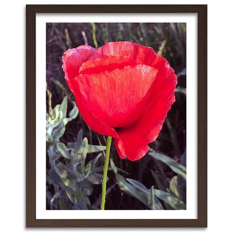 Glezna brūnā rāmī - Red Poppy  Home Trends DECO