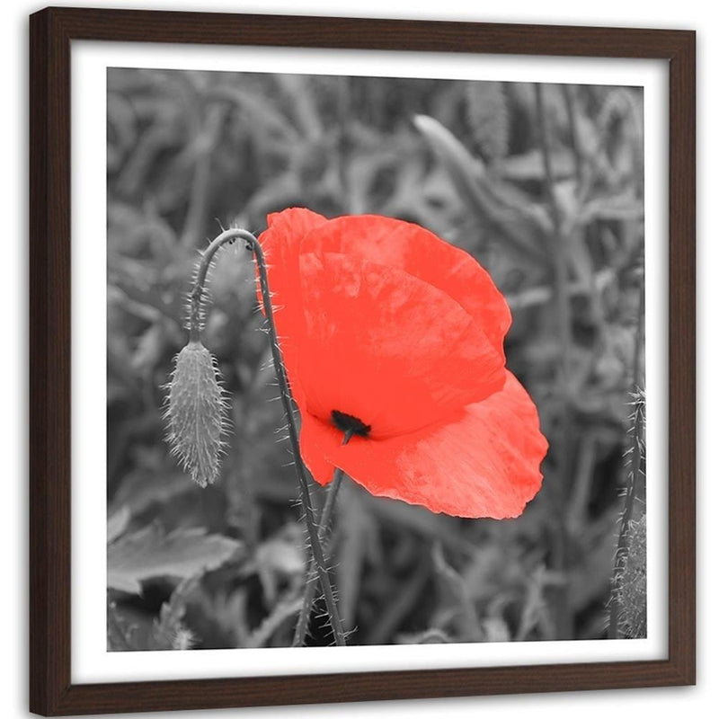 Glezna brūnā rāmī - Red Poppy In Gray  Home Trends DECO