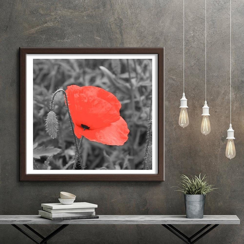 Glezna brūnā rāmī - Red Poppy In Gray  Home Trends DECO