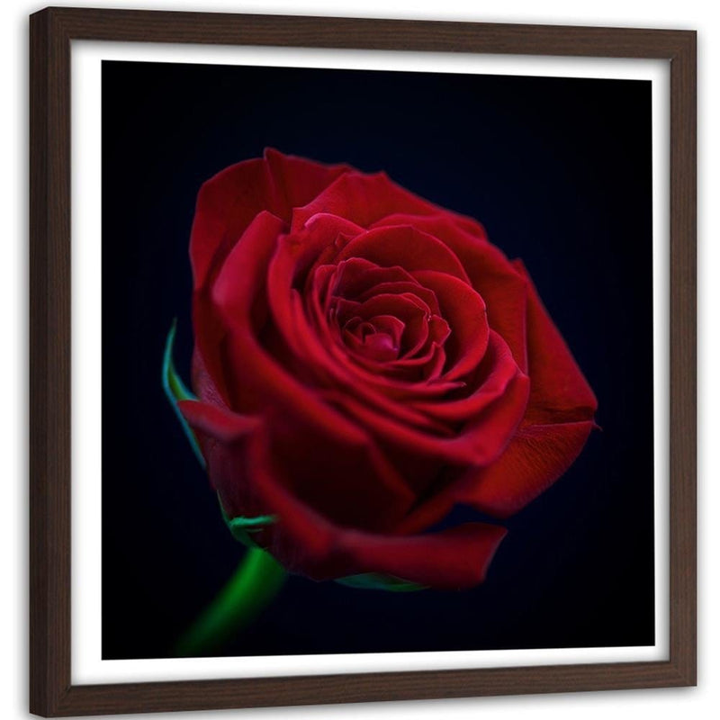 Glezna brūnā rāmī - Red Rose In The Dark  Home Trends DECO