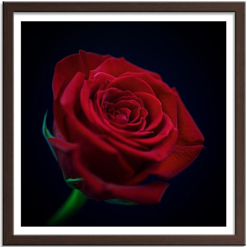 Glezna brūnā rāmī - Red Rose In The Dark  Home Trends DECO