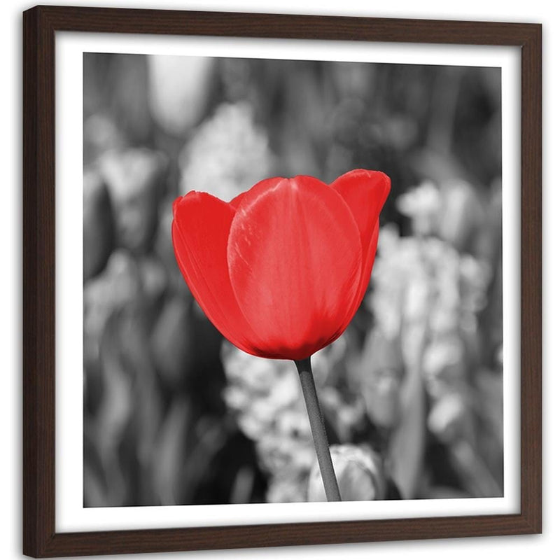 Glezna brūnā rāmī - Red Tulip On The Meadow  Home Trends DECO