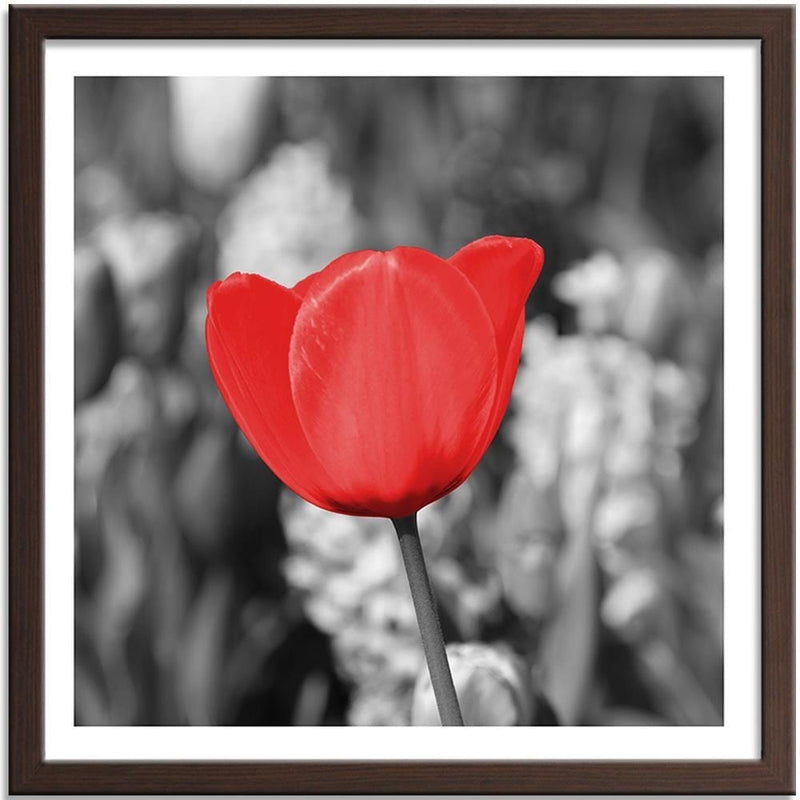 Glezna brūnā rāmī - Red Tulip On The Meadow  Home Trends DECO