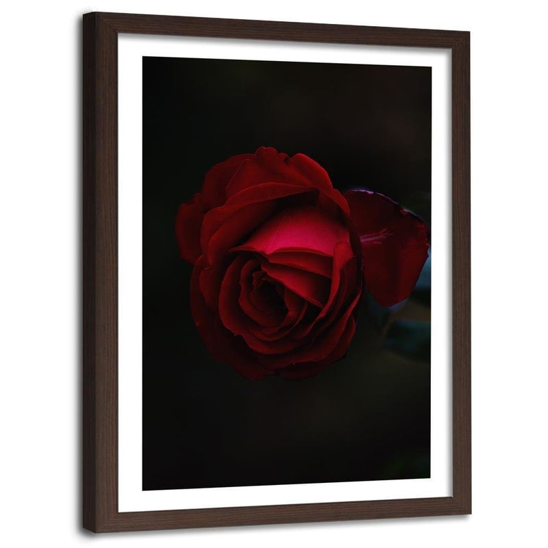 Glezna brūnā rāmī - Rose On A Black Background  Home Trends DECO