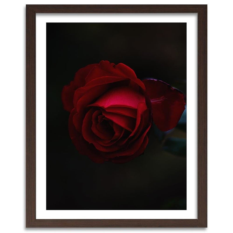 Glezna brūnā rāmī - Rose On A Black Background  Home Trends DECO