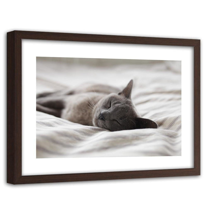 Glezna brūnā rāmī - Sleepy Cat  Home Trends DECO