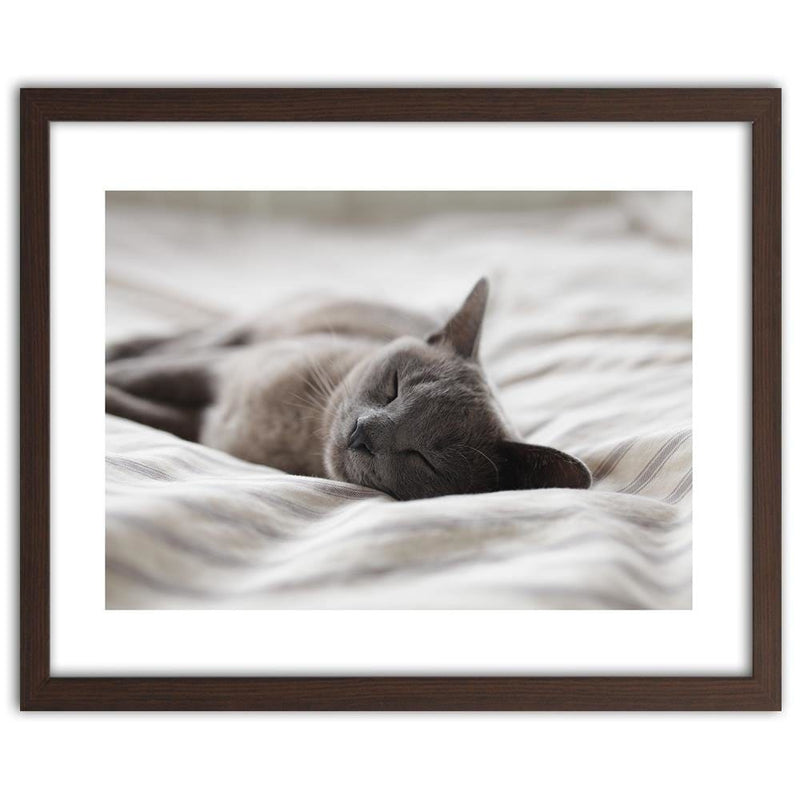 Glezna brūnā rāmī - Sleepy Cat  Home Trends DECO