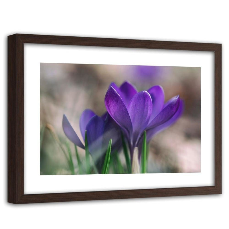 Glezna brūnā rāmī - Spring Crocuses  Home Trends DECO