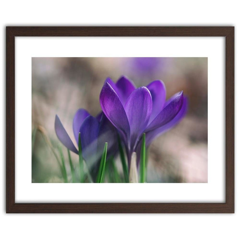 Glezna brūnā rāmī - Spring Crocuses  Home Trends DECO