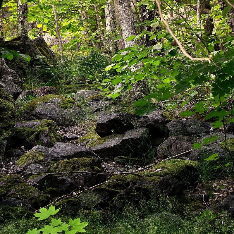 Glezna brūnā rāmī - Stones In The Forest  Home Trends DECO