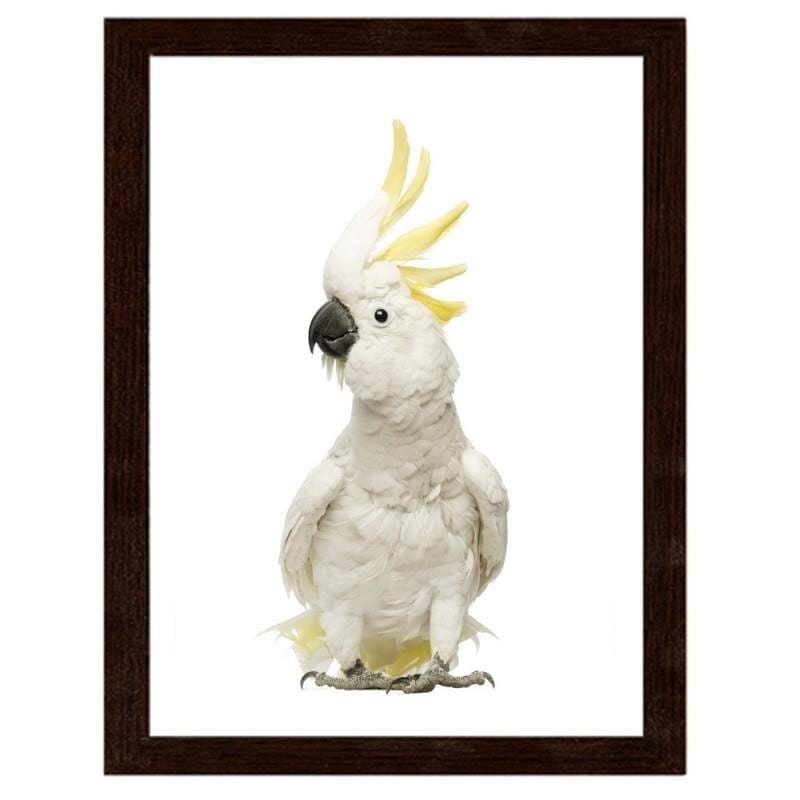 Glezna brūnā rāmī - Sulfur-crested cockatoos  Home Trends DECO