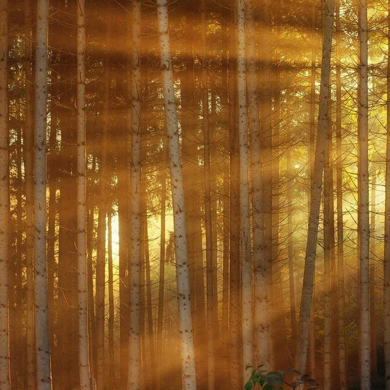 Glezna brūnā rāmī - The Rays Of The Sun In The Dense Forest  Home Trends DECO