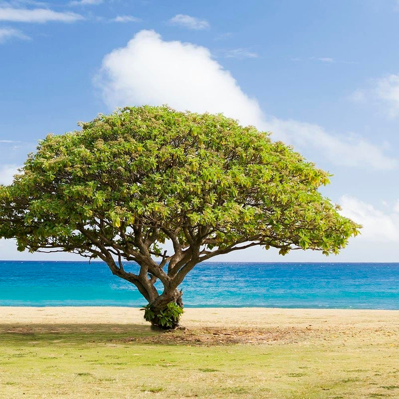 Glezna brūnā rāmī - Tree On The Beach  Home Trends DECO