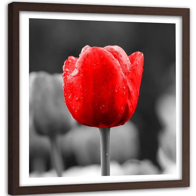 Glezna brūnā rāmī - Tulip In Red  Home Trends DECO