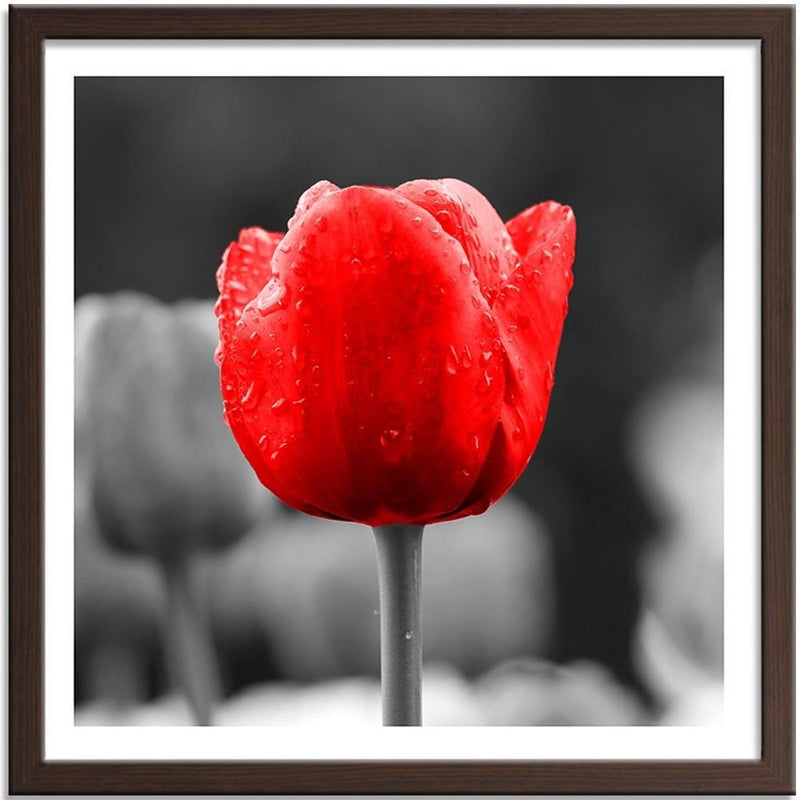 Glezna brūnā rāmī - Tulip In Red  Home Trends DECO