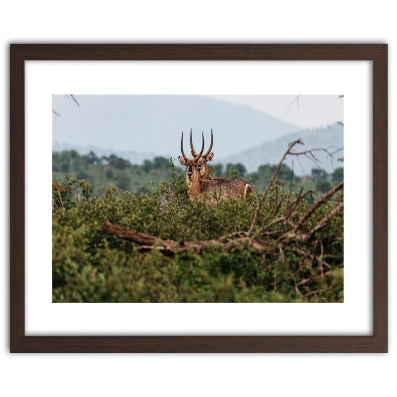 Glezna brūnā rāmī - Two Antelopes  Home Trends DECO