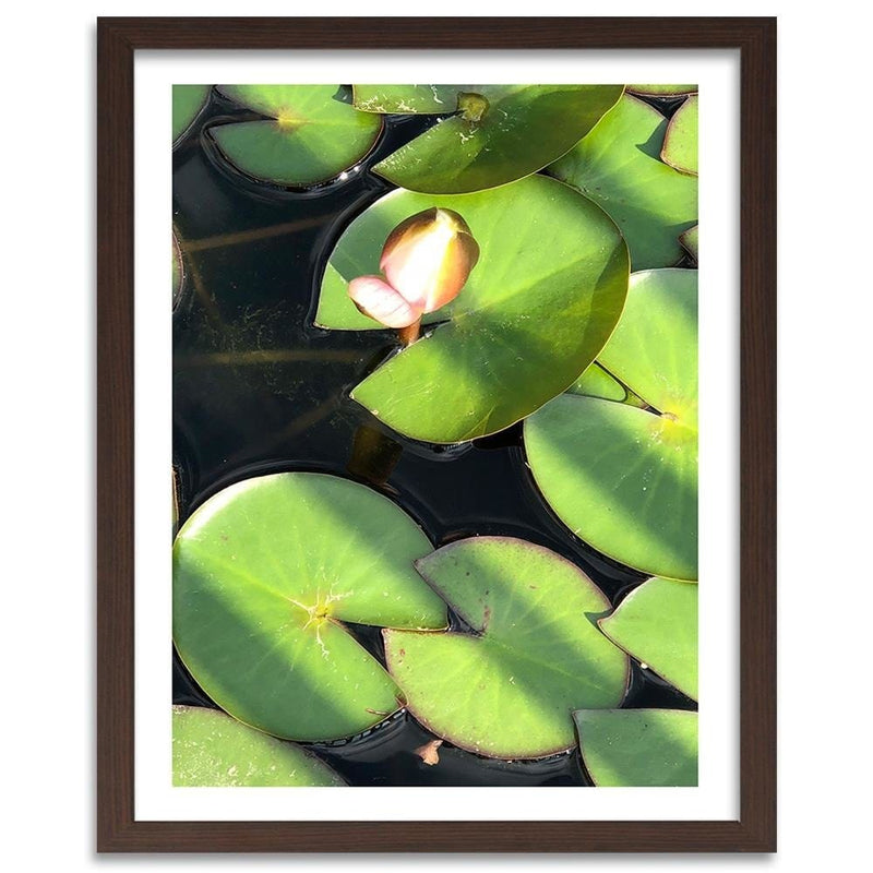 Glezna brūnā rāmī - Water Lily Bud  Home Trends DECO