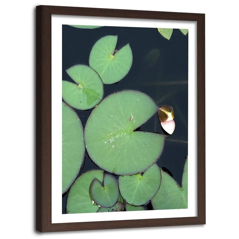 Glezna brūnā rāmī - Water Lily Leaves  Home Trends DECO