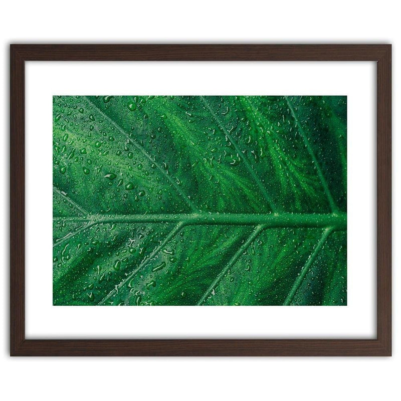 Glezna brūnā rāmī - Wet Leaf Close Up  Home Trends DECO