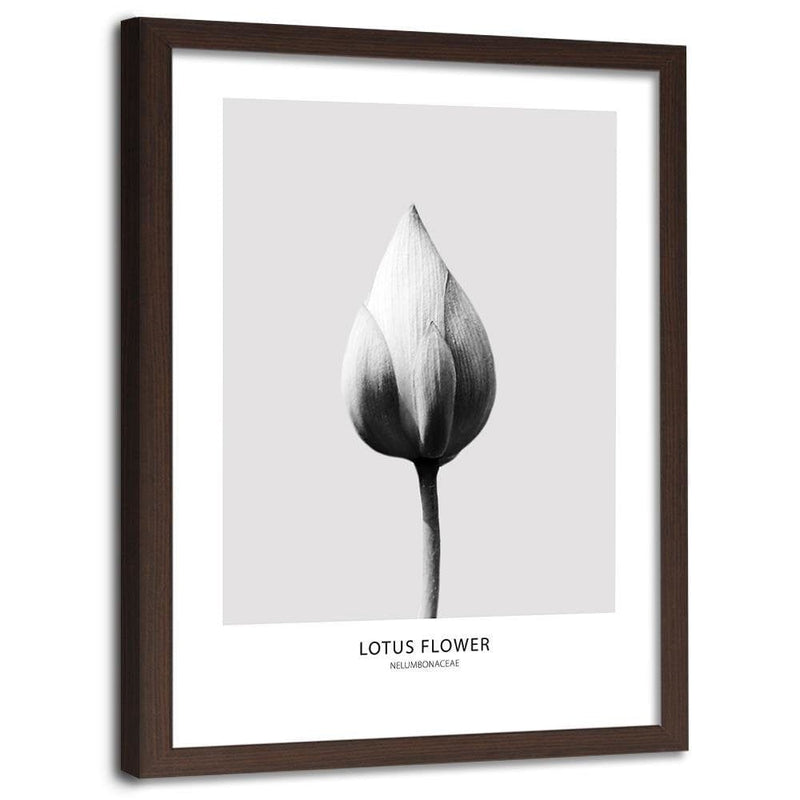 Glezna brūnā rāmī - White Lotus Bud  Home Trends DECO