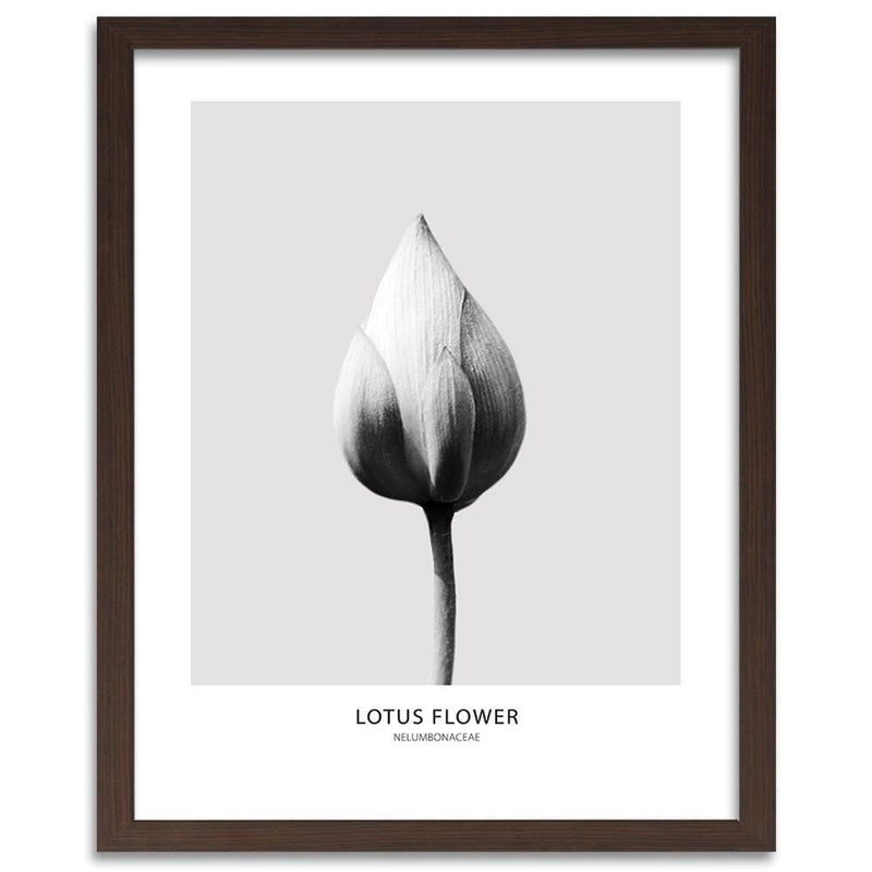 Glezna brūnā rāmī - White Lotus Bud  Home Trends DECO