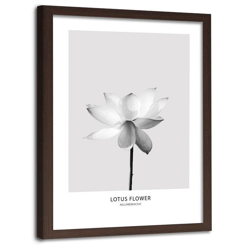 Glezna brūnā rāmī - White Lotus Flower  Home Trends DECO