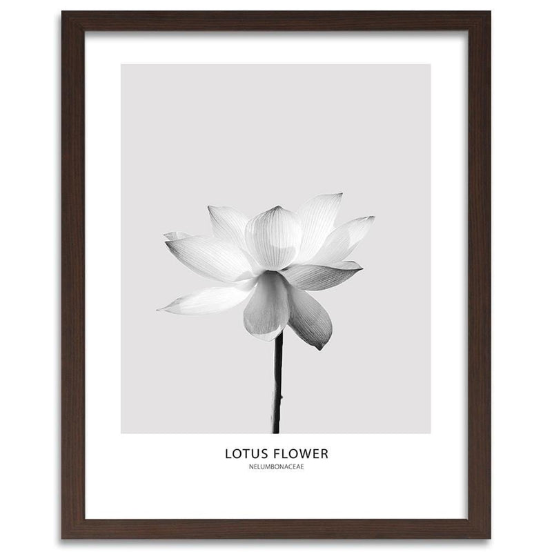 Glezna brūnā rāmī - White Lotus Flower  Home Trends DECO