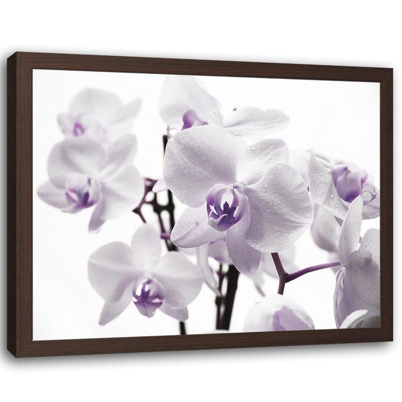 Glezna brūnā rāmī - White Orchid 3  Home Trends DECO