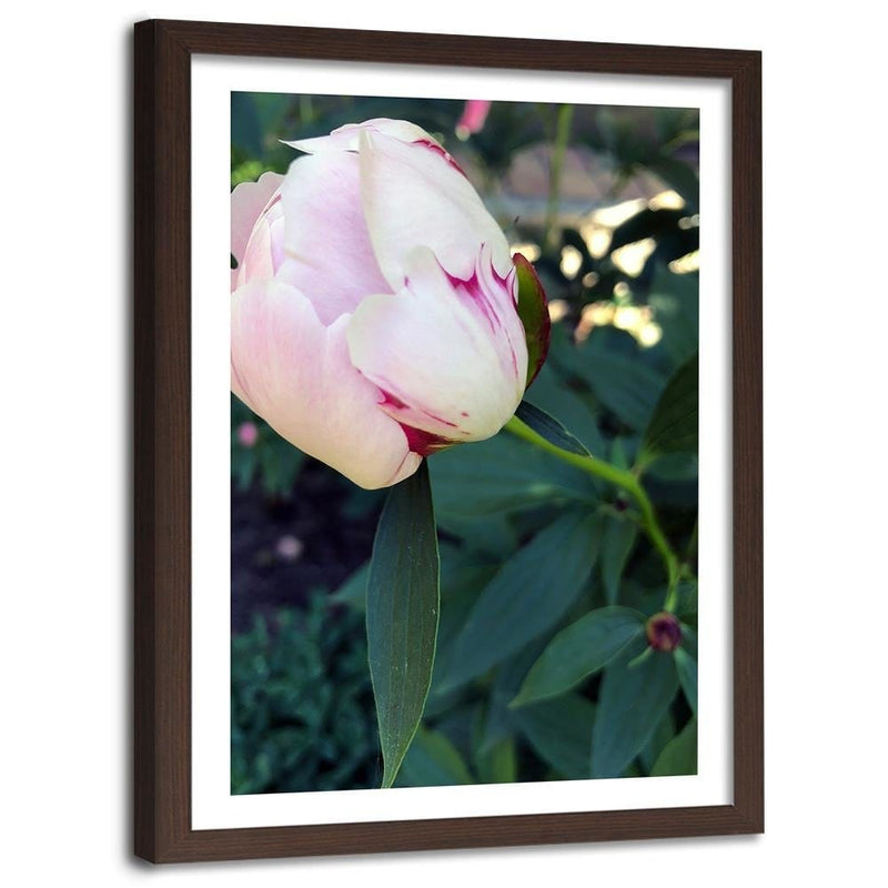 Glezna brūnā rāmī - White Peony  Home Trends DECO