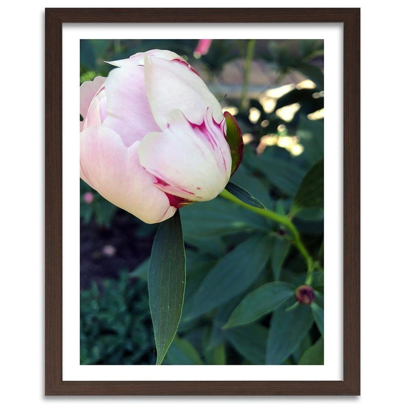 Glezna brūnā rāmī - White Peony  Home Trends DECO