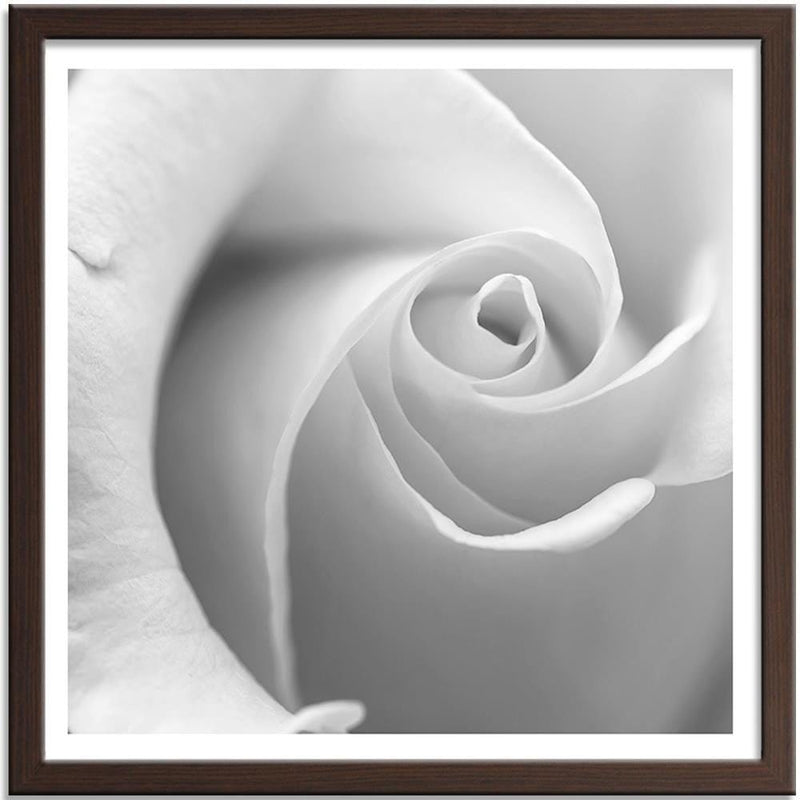 Glezna brūnā rāmī - White Rose 3  Home Trends DECO