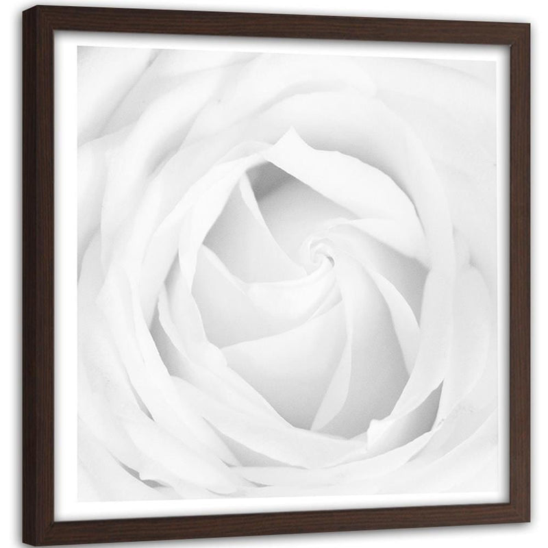 Glezna brūnā rāmī - White Rose 4  Home Trends DECO