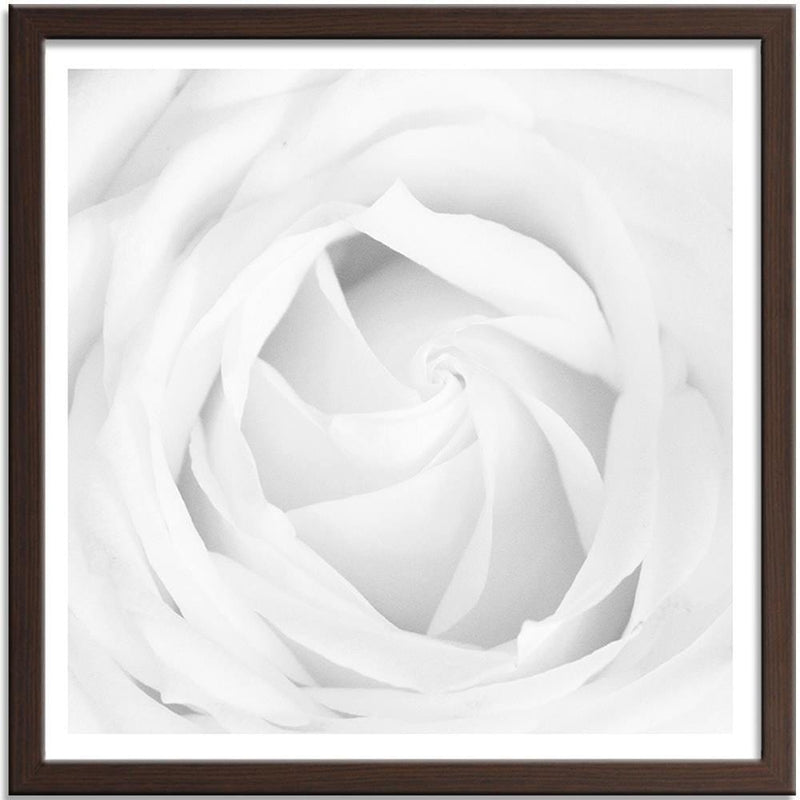 Glezna brūnā rāmī - White Rose 4  Home Trends DECO