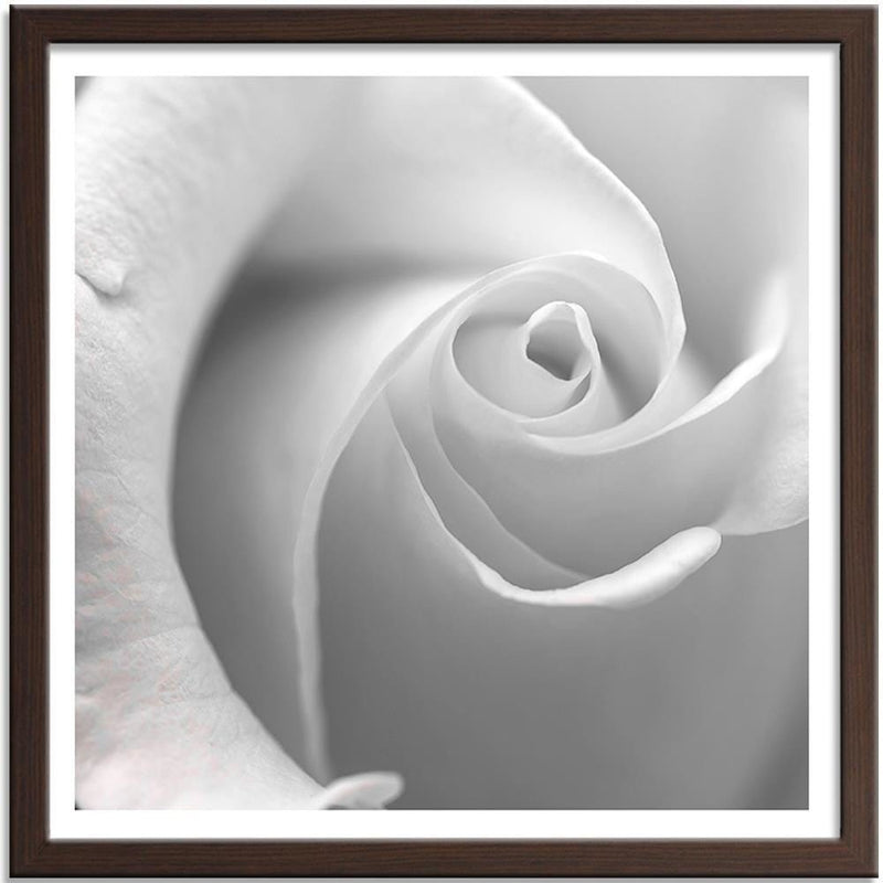 Glezna brūnā rāmī - White Rose  Home Trends DECO